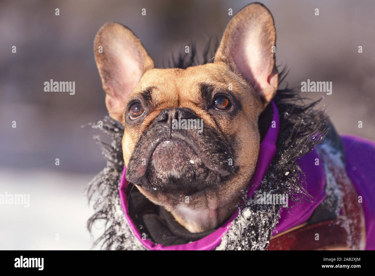 Ropa de perro morado fotografías e imágenes de alta resolución - Alamy