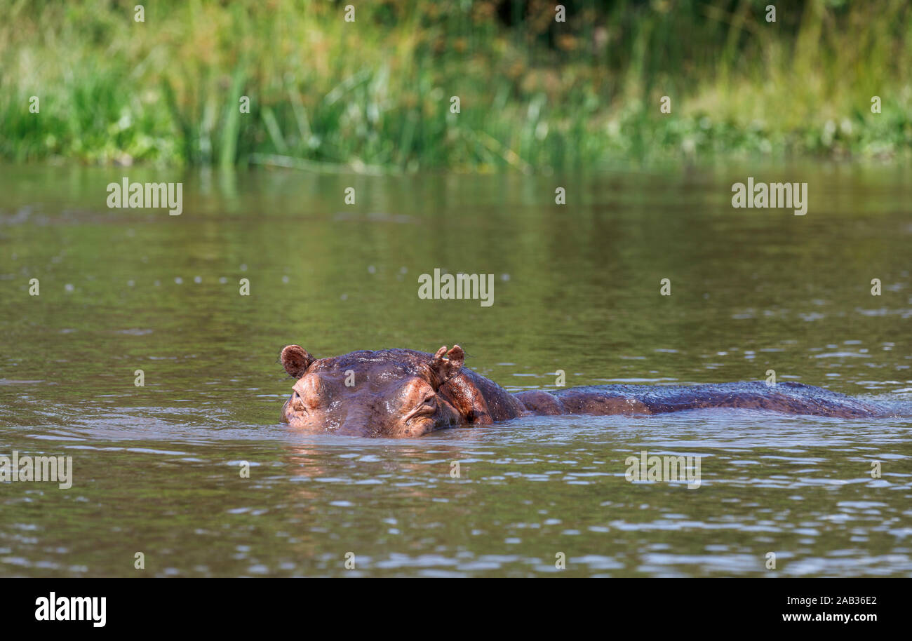 La cabeza y los ojos de un hipopótamo (Hippopotamus amphibius) que emergen de las aguas en el Nilo Victoria, noroeste de Uganda Foto de stock