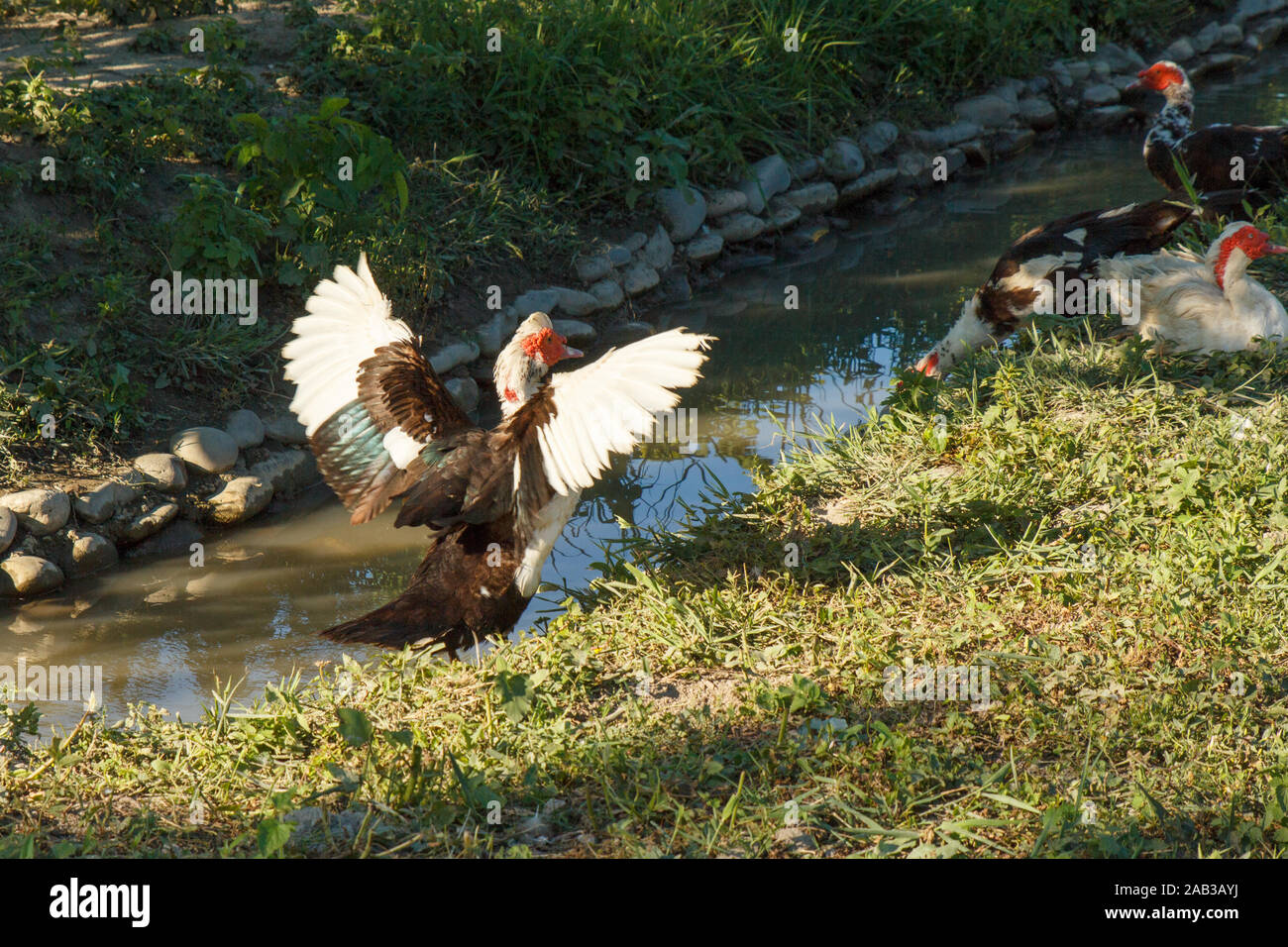 Pato tratando de volar. Granja de aves de corral. Vida rural. Foto de stock