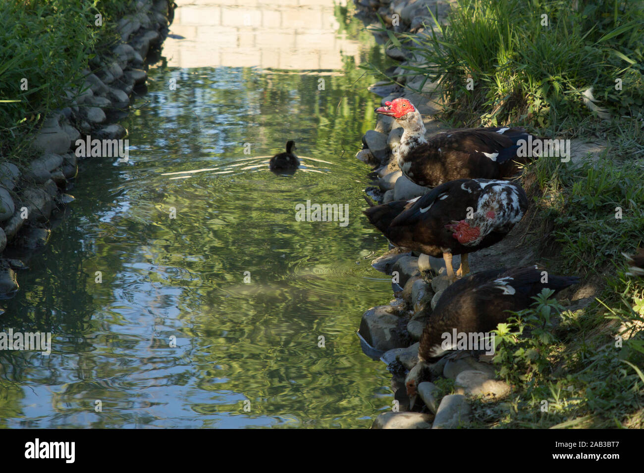 Pato y agua. Granja de aves de corral. Vida rural. Foto de stock