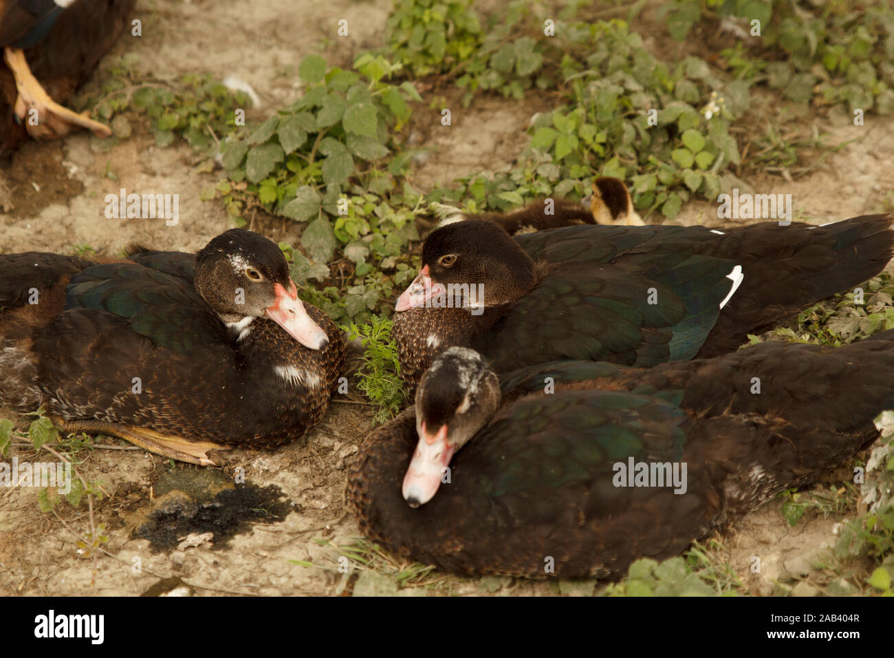 Varios patos durmiendo juntos en el prado. Cría de aves de corral. Estilo de vida rural Foto de stock