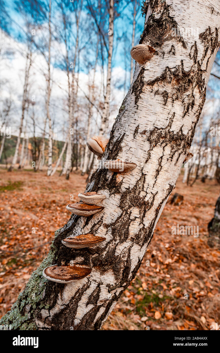 Hermosa escena con setas de madera de abedul amarillo otoño bosque en noviembre. Foto de stock