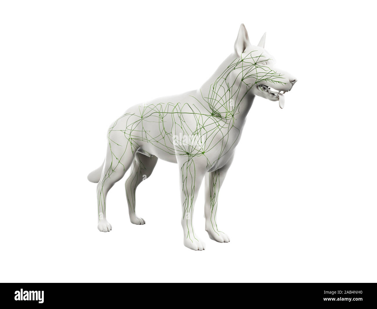 Anatomía 3D prestados ilustración del sistema linfático canina