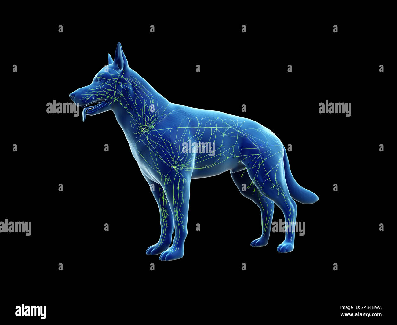 Anatomía 3D prestados ilustración del sistema linfático canina