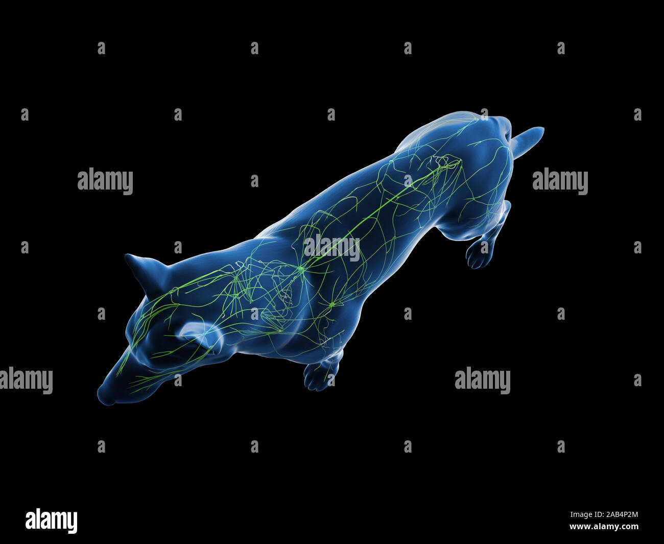 Anatomía 3D prestados ilustración del sistema linfático canina