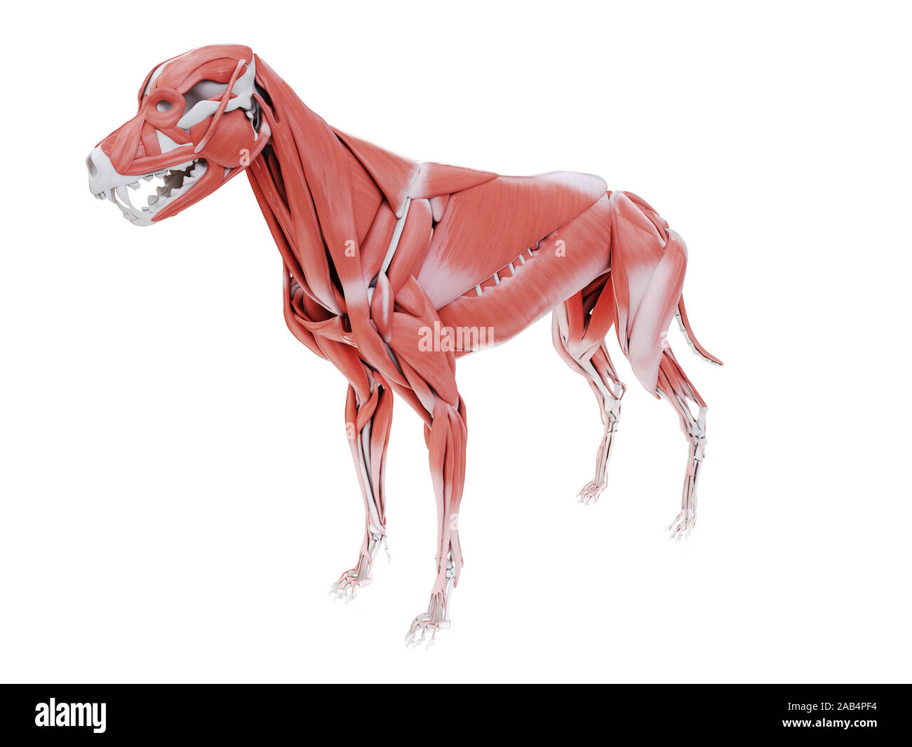 Músculo de perro fotografías e imágenes de alta resolución - Alamy