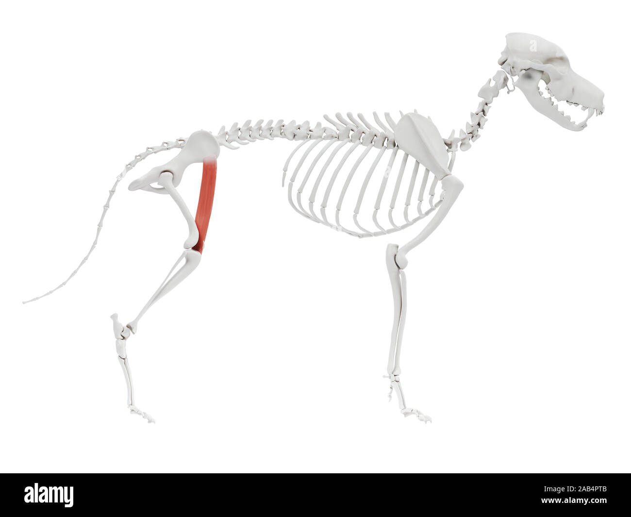 Ilustración 3d de la anatomía del músculo del perro - Sartorius parte caudal Fotografía de stock -