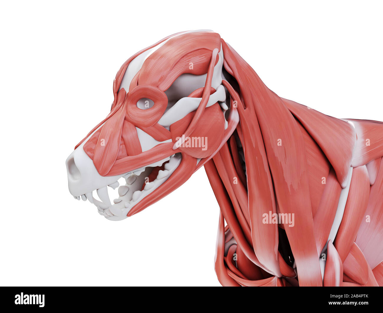 Ilustración 3d de la anatomía del músculo del perro - músculos de la cabeza  Fotografía de stock - Alamy