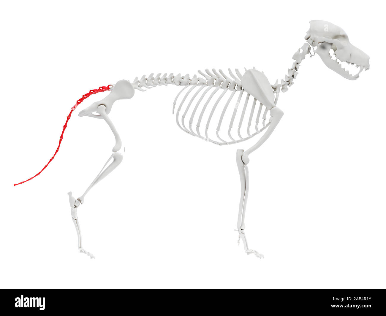 Anatomía 3D prestados ilustración del perro anatomía esquelética - vértebras caudales Foto de stock