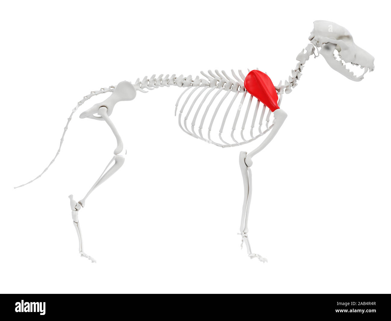 Anatomía 3D prestados ilustración del perro anatomía esquelética - escápula  Fotografía de stock - Alamy