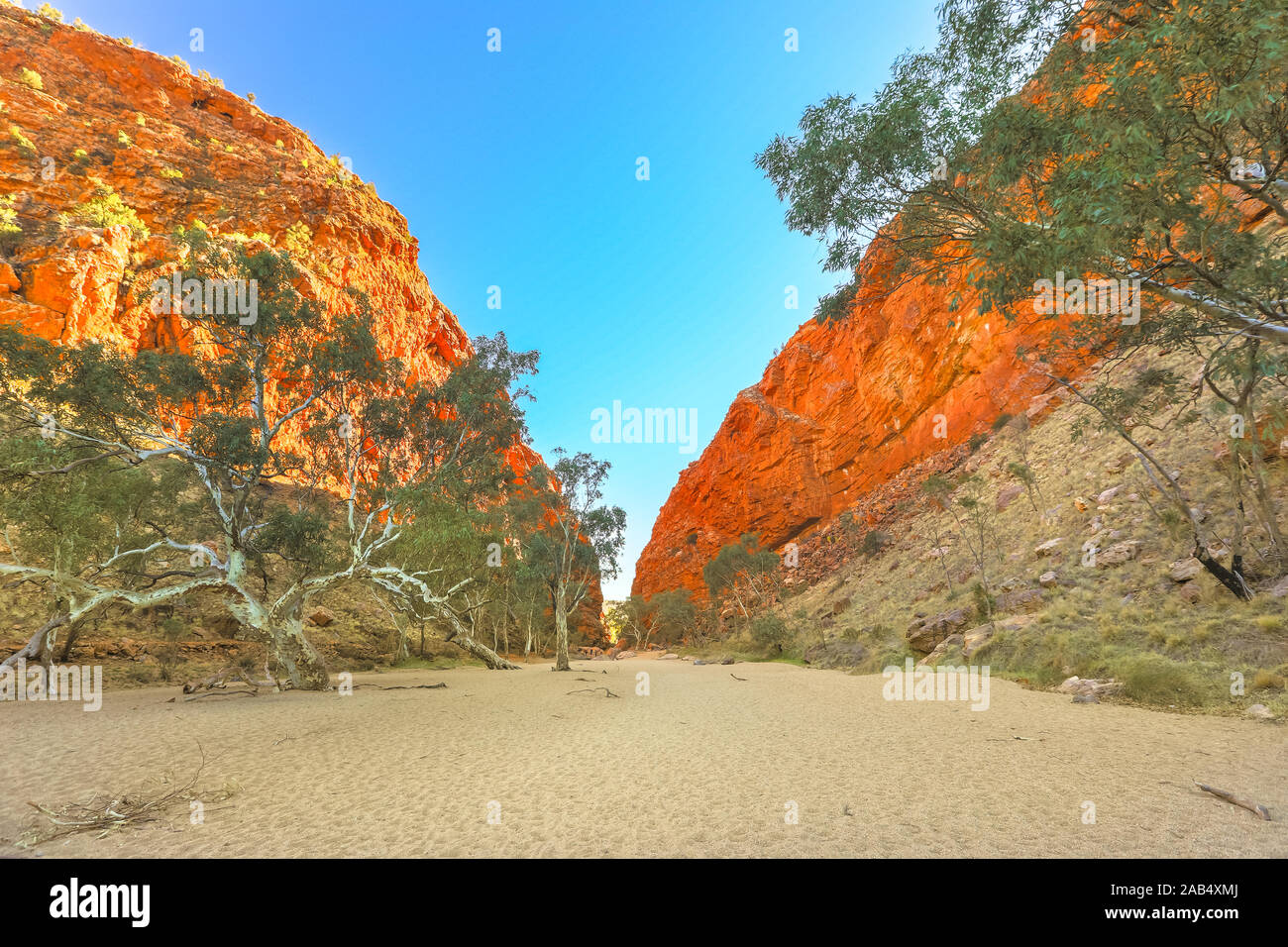 Eucalipto y gum tree en cauce seco de Simpsons Gap en el desierto australiano de rojo en el centro de West MacDonnell Ranges, Territorio del Norte, Australia. Foto de stock
