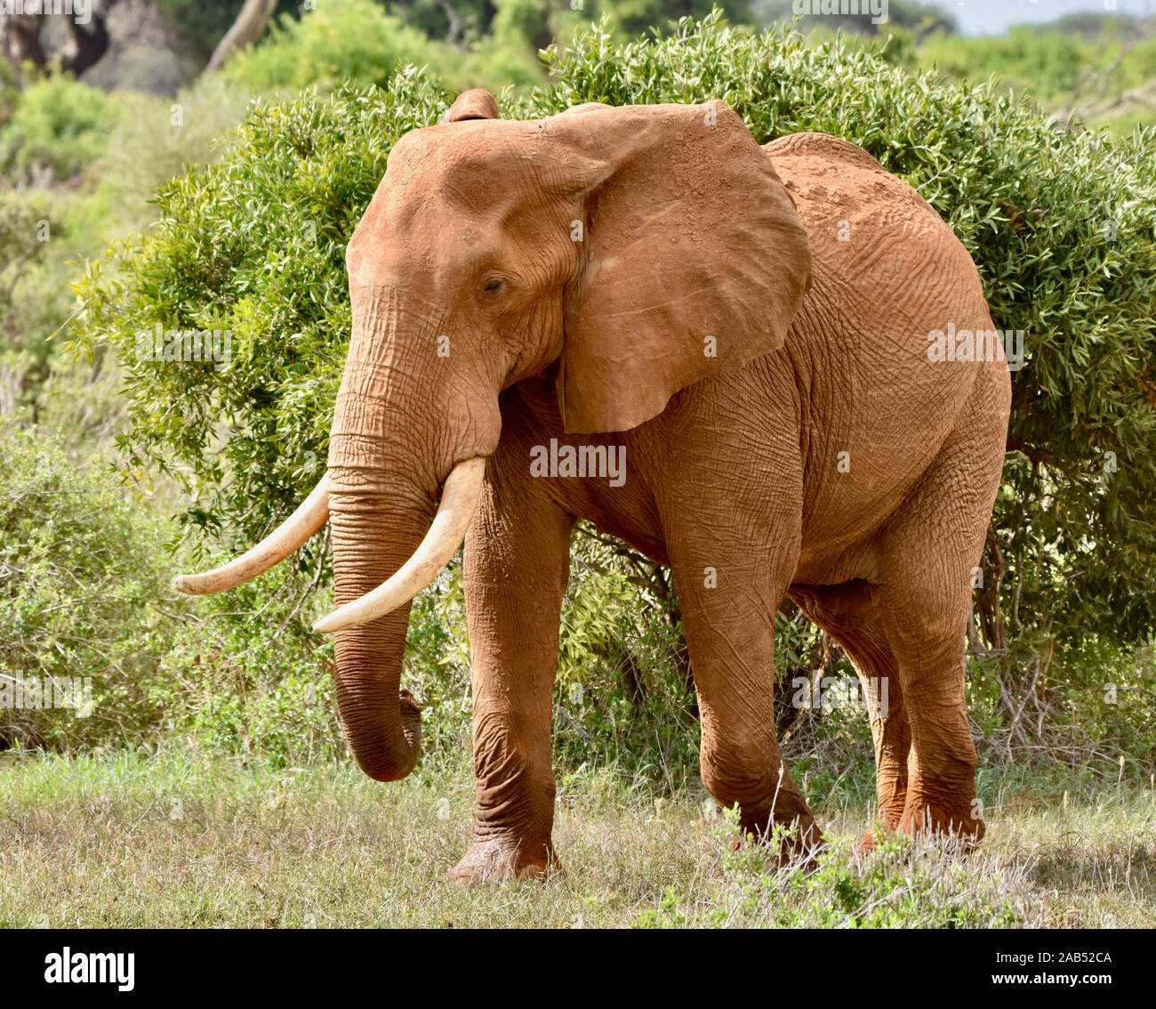 Gran elefante toro caminando por el semiárido del Parque Nacional Tsavo, Kenya. (Loxodonta africana) Foto de stock