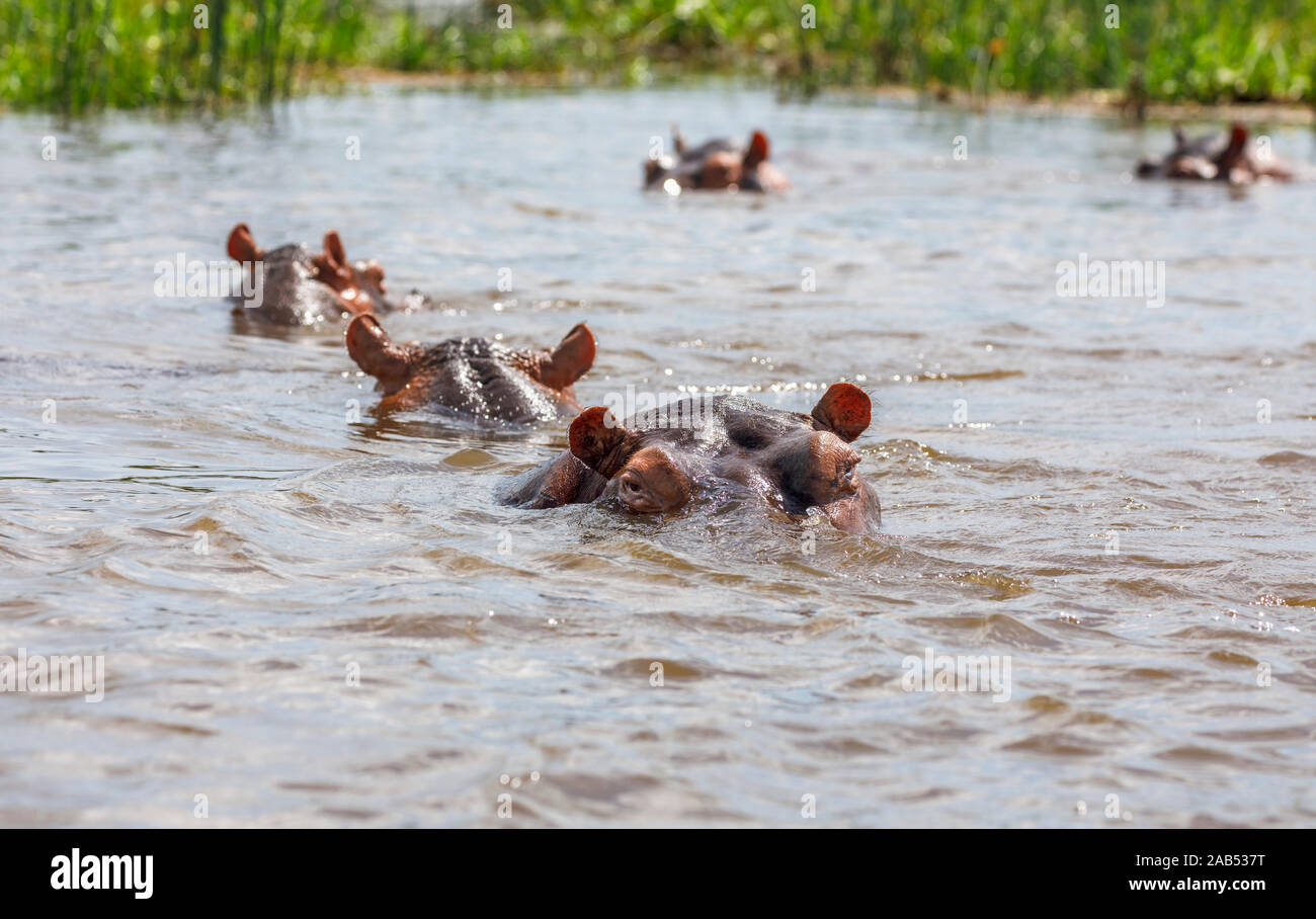 La cabeza y los ojos de un hipopótamo (Hippopotamus amphibius) que emergen del agua en el río Nilo Victoria, noroeste de Uganda Foto de stock