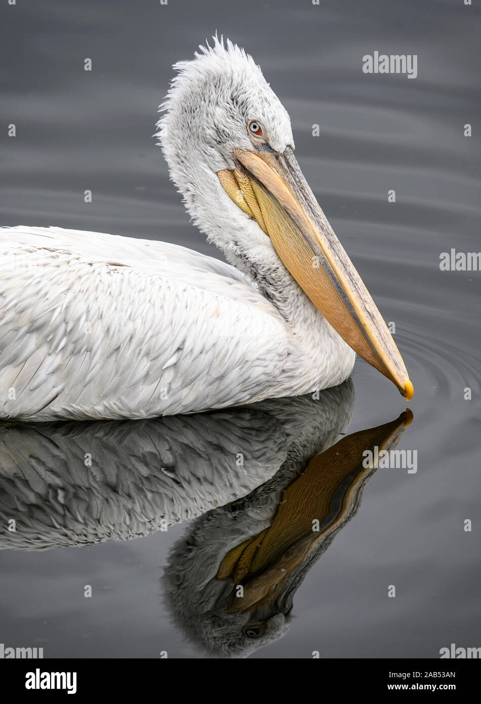 Pelícano dálmata, Pelecanus crispus, en el lago Orestiada, en Kastoria, Macedonia, al norte de Grecia. Foto de stock