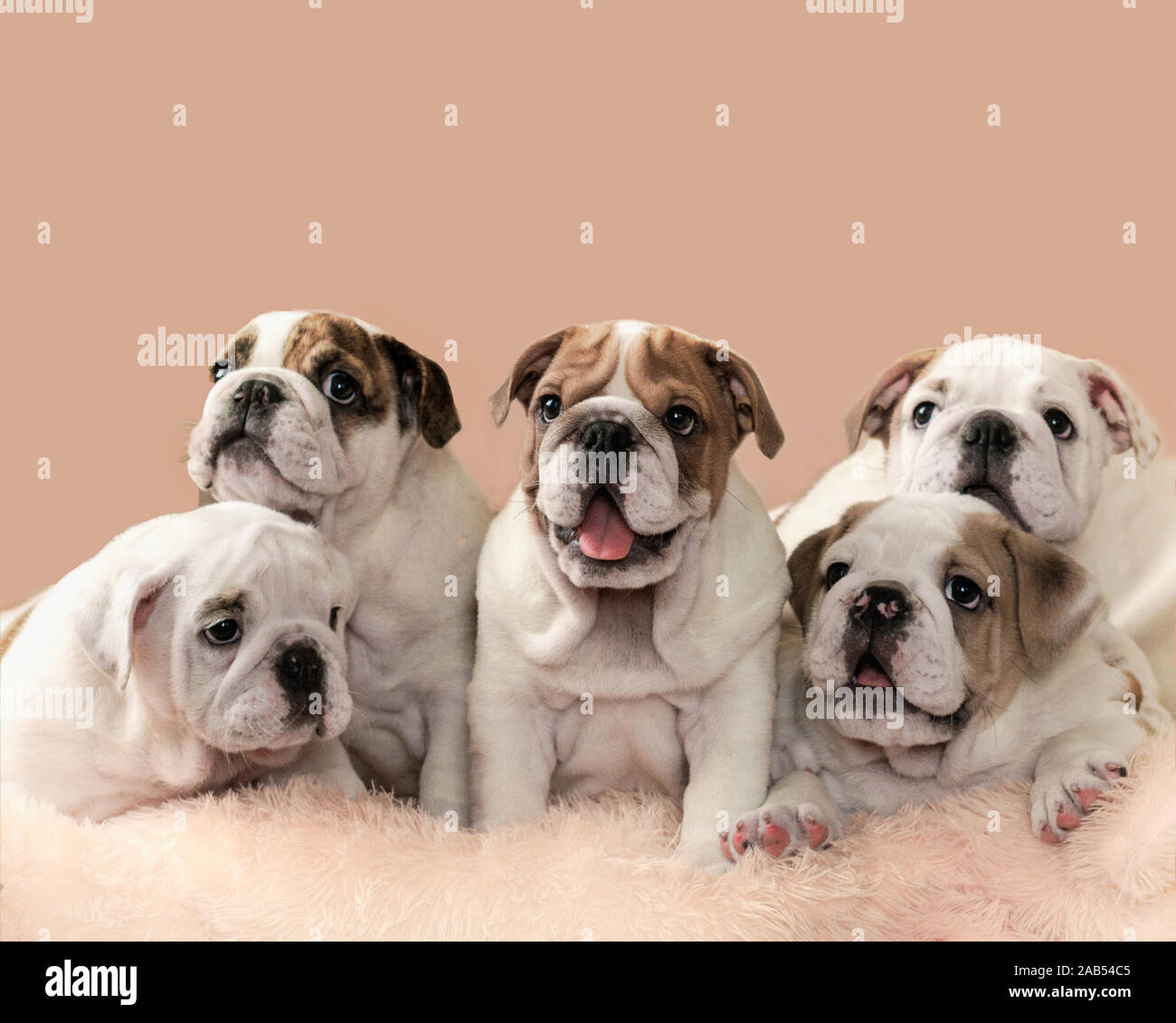 Cinco encantadores cachorros bulldog inglés en durazno rosa fondo. camada  de cachorros , el enfoque selectivo Fotografía de stock - Alamy