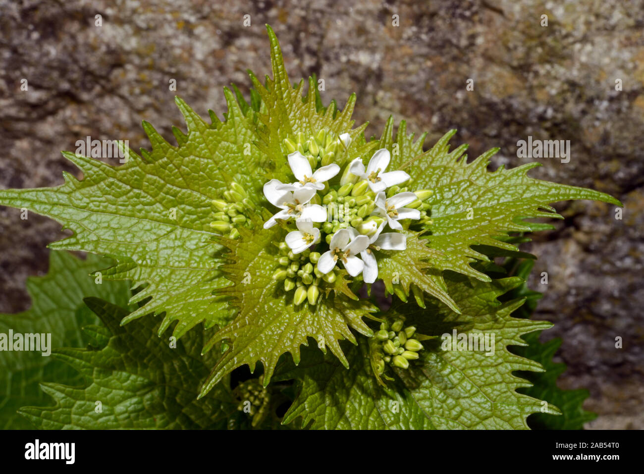 Alliaria petiolata (ajo mostaza) es nativa de Europa, Asia central y occidental y África noroccidental. Crece en bosques y setos. Foto de stock