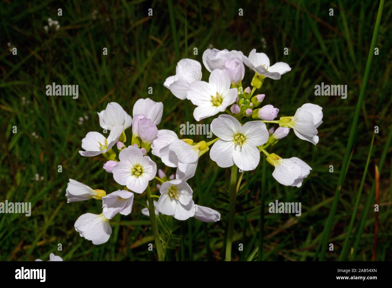 Cardamine pratensis (cuckooflower) es nativo a lo largo de la mayor parte de Europa y Asia occidental. Se produce en praderas húmedas y prados húmedos. Foto de stock