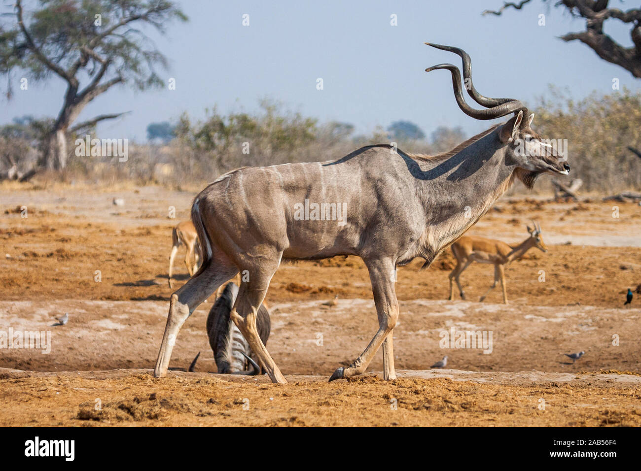 Großer Kudu (ragelaphus strepsiceros) Foto de stock