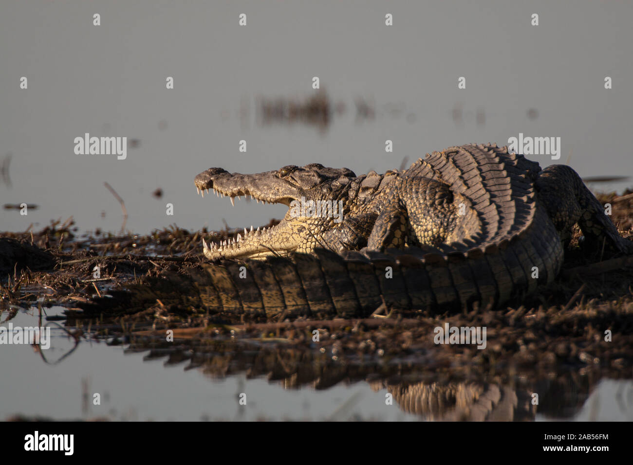 (Crocodylia Leistenkrokodil Owen) Foto de stock