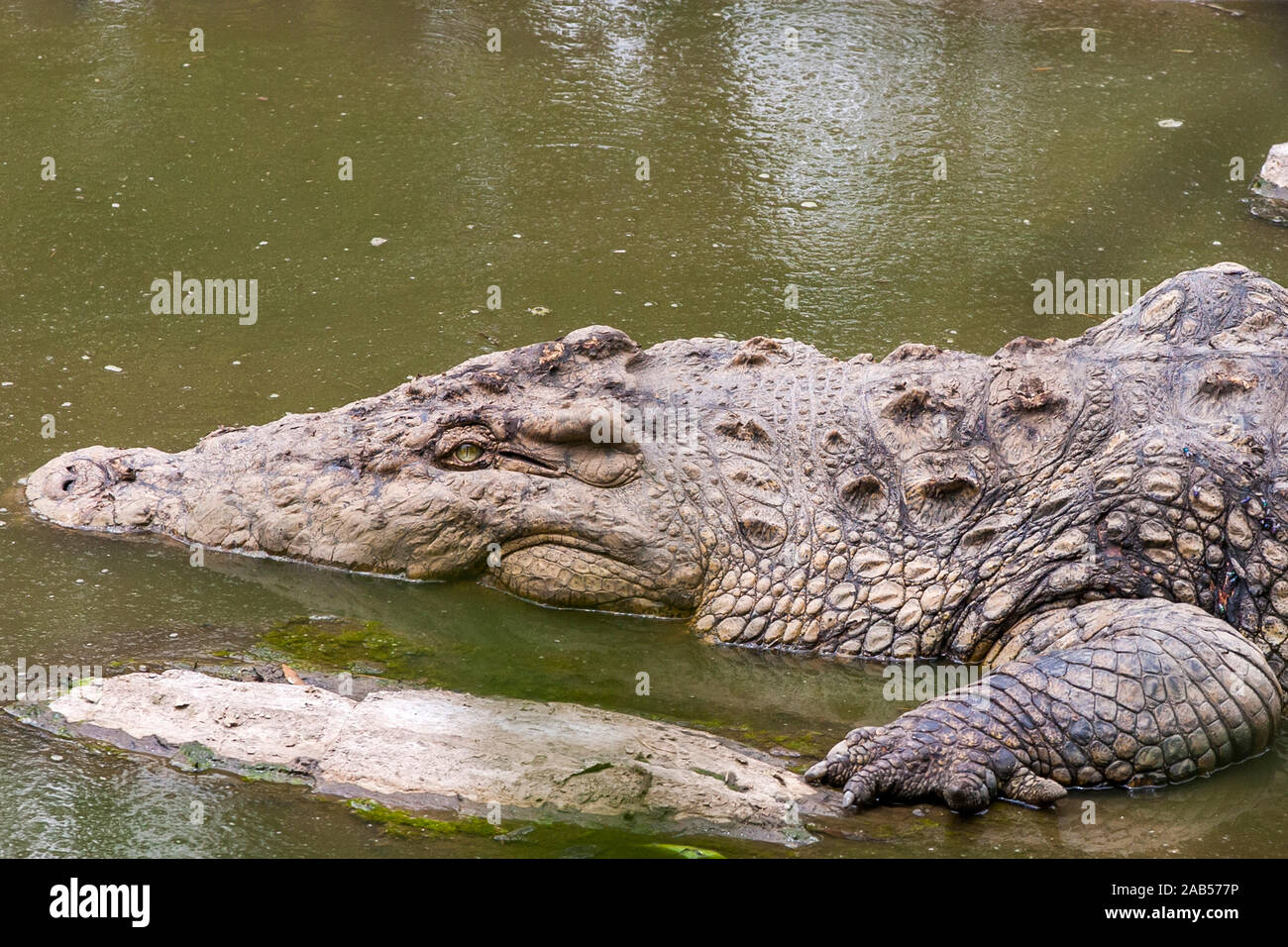Nilkrokodil (Crocodylus niloticus) Foto de stock