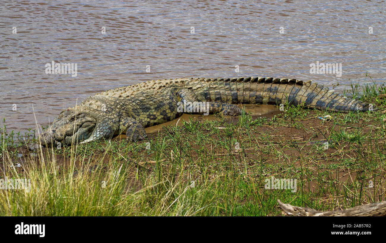 Am Fluss Krokodil Mara Foto de stock