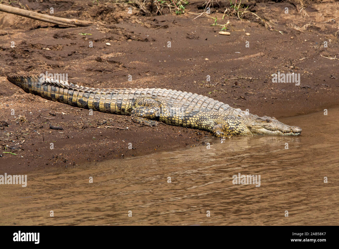 Leistenkrokodil (Crocodylus porosus) Foto de stock