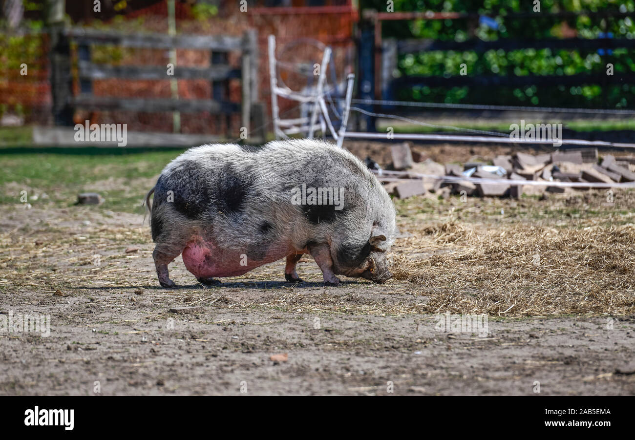 Hängebauchschwein Foto de stock