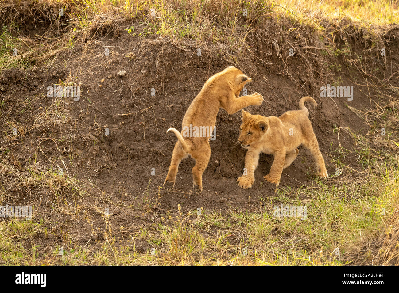 Dos cachorros de león (Panthera leo) y encabritado abalanza y jugando en un barranco en el Masai Mara en Kenia Foto de stock