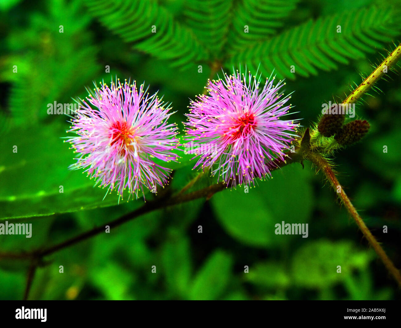 Planta sensible/ Sleepy plant/ El touch-me-not flores (Mimosa pudica),  conocido localmente como Lojjaboti phool en Bangladesh. El 22 de septiembre  de 2013 Fotografía de stock - Alamy