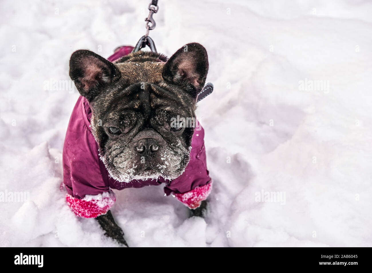 Negro canoso viejo pug caminatas en la nieve del invierno en ropa para  perros, la protección de congelación. Invierno con nieve. Protección de los  animales en frío. Copiar Fotografía de stock -