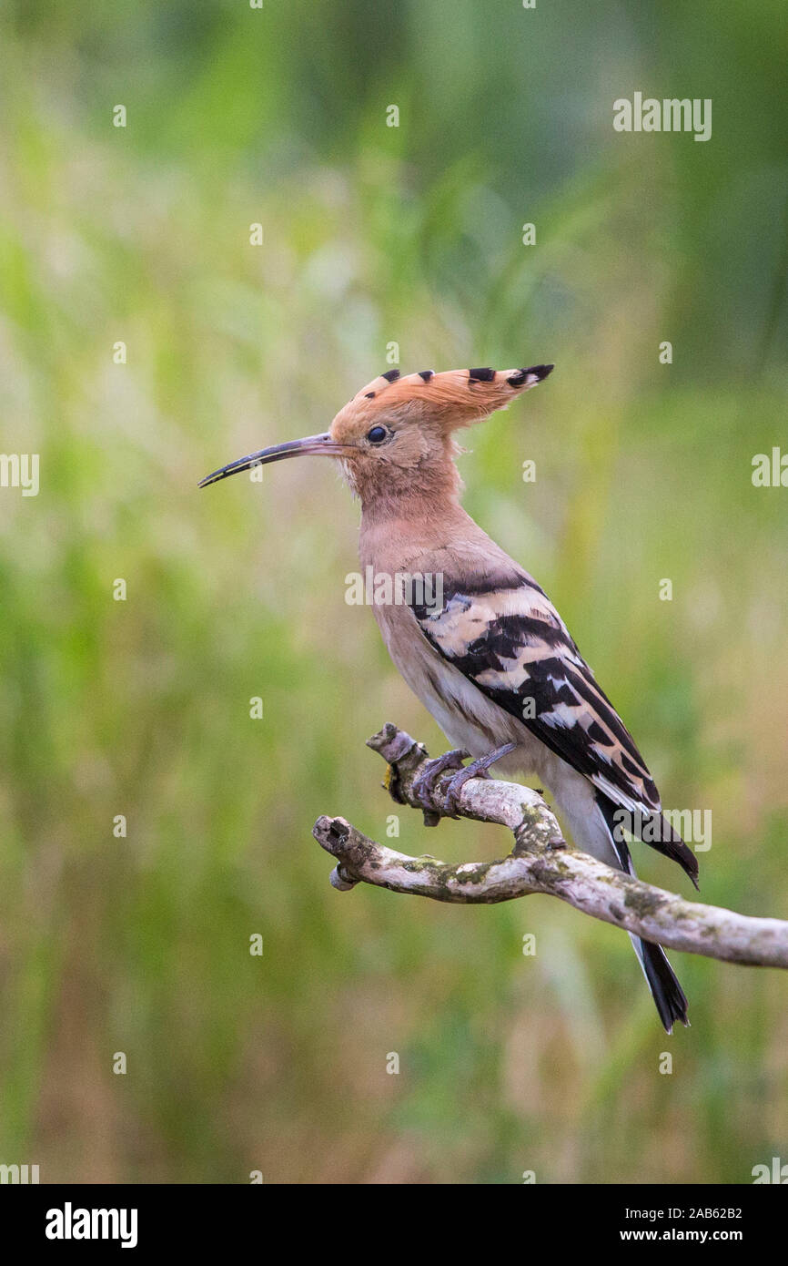 Wiedehopf (Upupa epops) Foto de stock