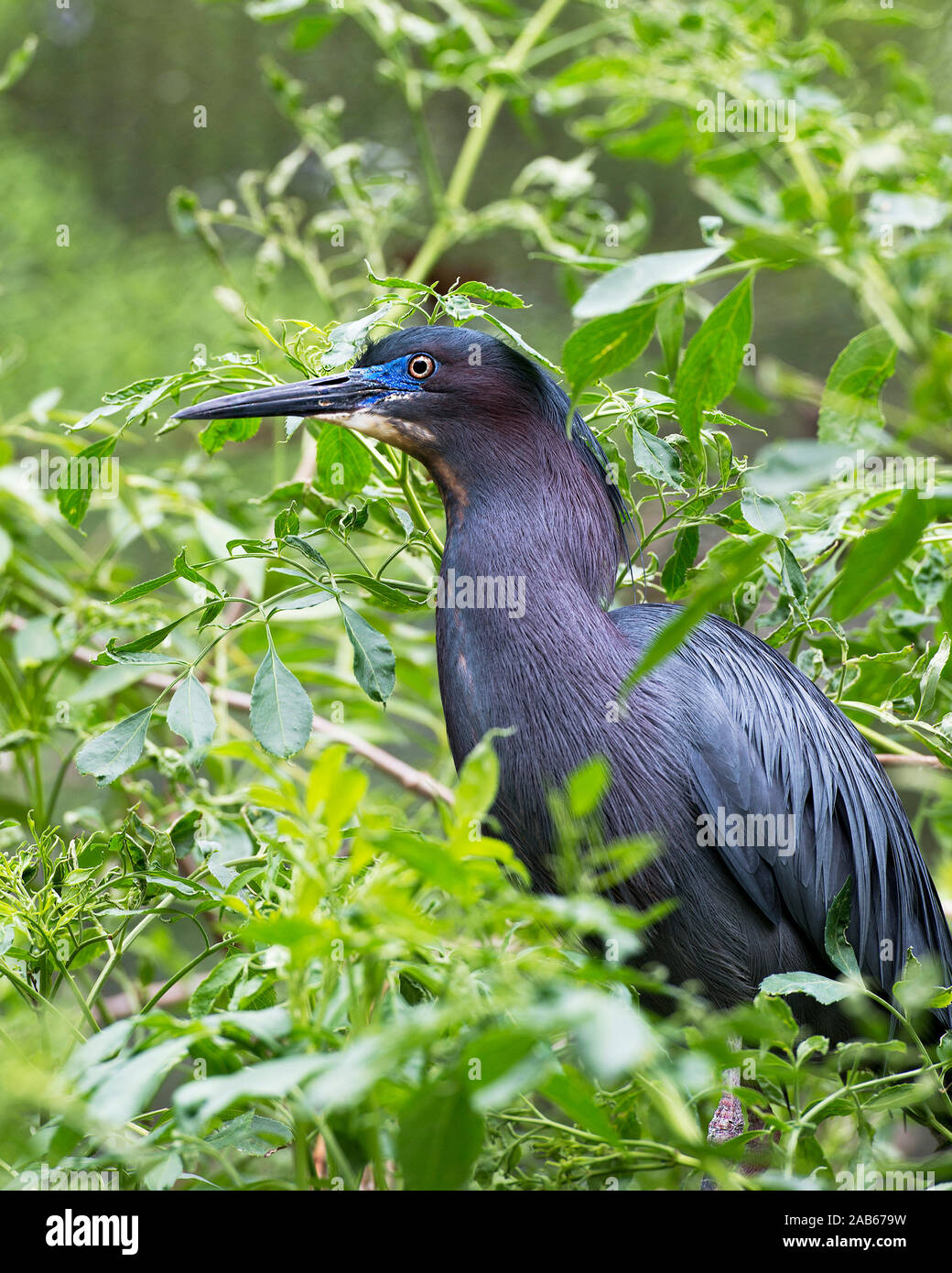 Pájaro exponiendo fotografías e imágenes de alta resolución - Alamy