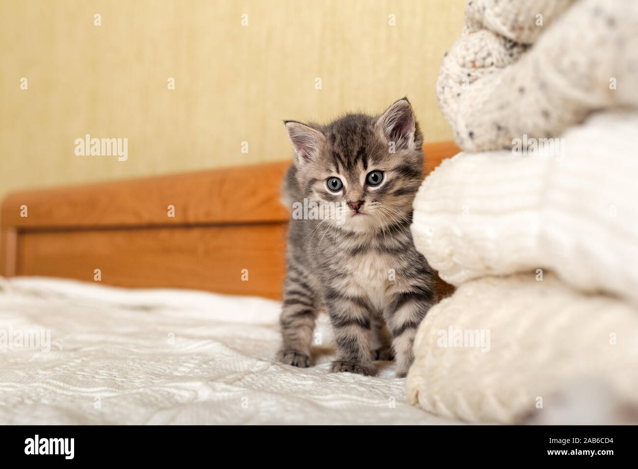 Lindo gatito atigrado permanezca cerca de montón de cálidos colores pastel suéteres tejidos plegados en la pila. Gatito recién nacido, Baby cat, animales domésticos, mascotas en casa, Kid Foto de stock