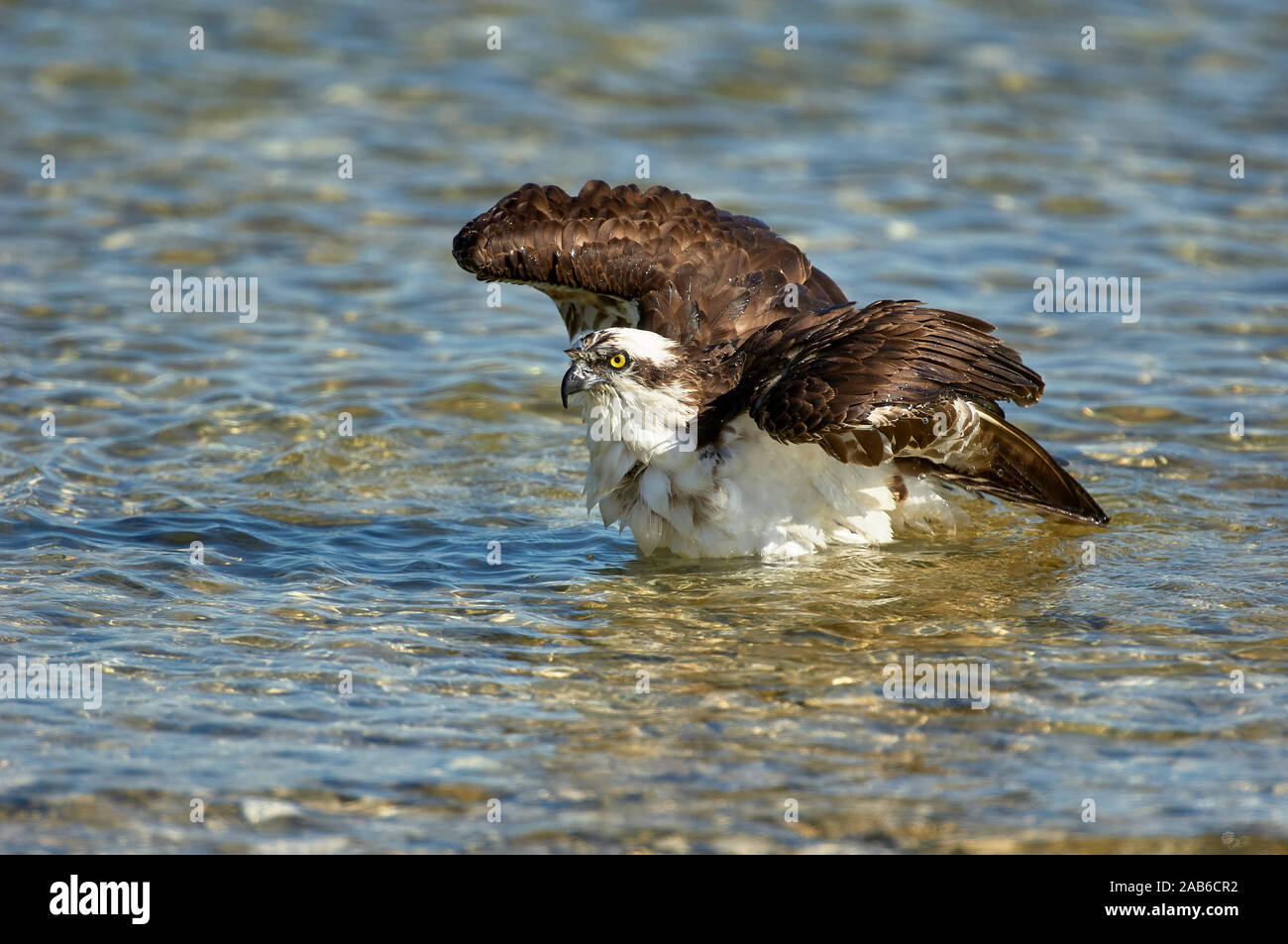 El águila pescadora (Pandion haliaetus), bañarse a lo largo del borde de la playa, tomados de Causeway entre Fort Myers y Sanibel Island, Florida, EE.UU. Foto de stock