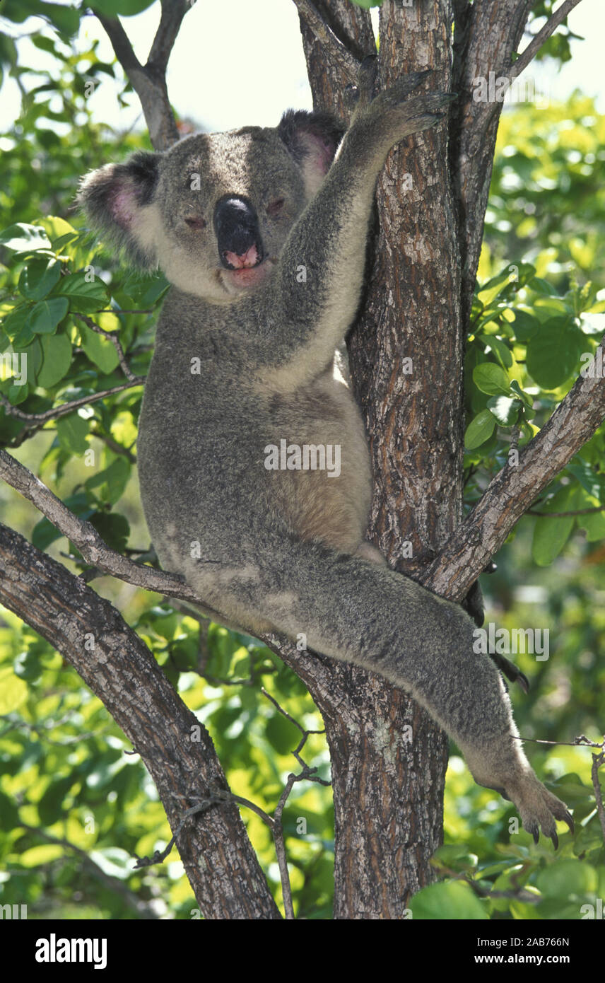 El Koala (Phascolarctos Cinereus), un gran marsupial que se alimenta