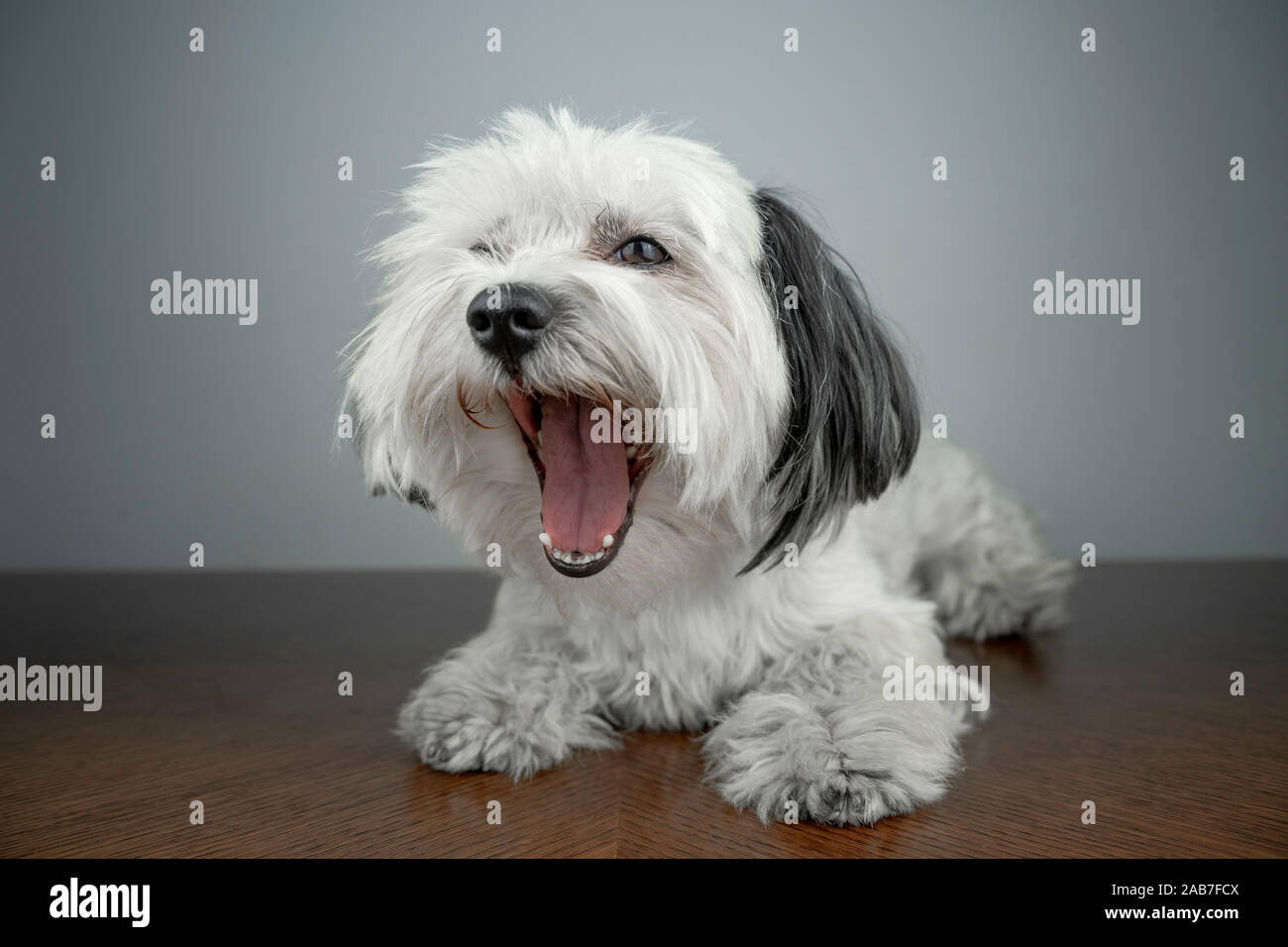 Bichón Habanero (Canis lupus familiaris) blanco cachorro tumbado sobre una tabla de madera. Perro blanco bostezo. Macho joven cachorro. Foto de stock