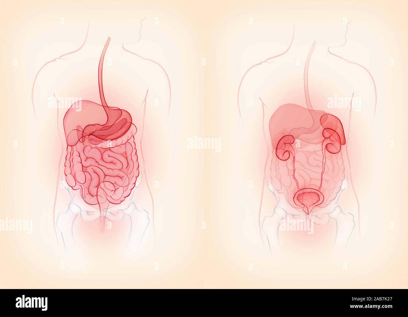 Ilustraciones que muestran biomédica del sistema digestivo y urinario masculino al lado del sistema Foto de stock