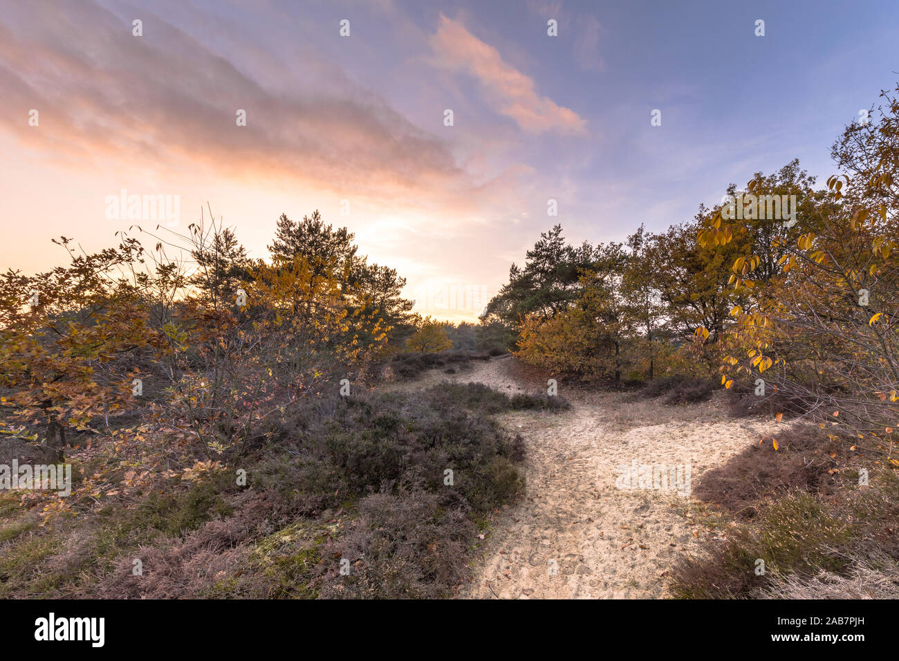 De camino a pie a través de brezales en una noche en noviembre bajo la luz del otoño. Gasteren, Drenthe, Países Bajos Foto de stock