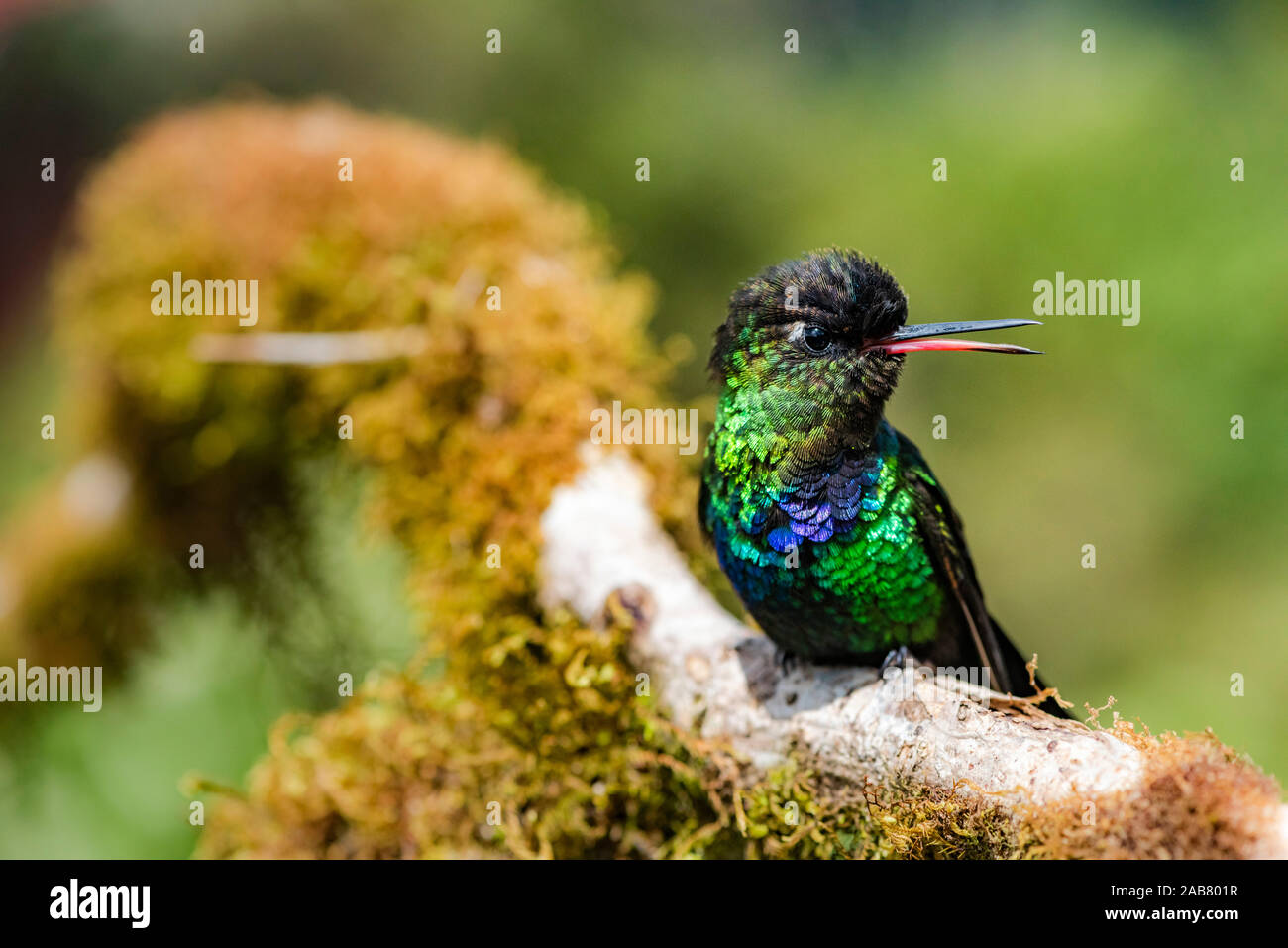 Fiery-throated Hummingbird (Panterpe insignis), San Gerardo de Dota, Provincia de San José, Costa Rica, Centroamérica Foto de stock