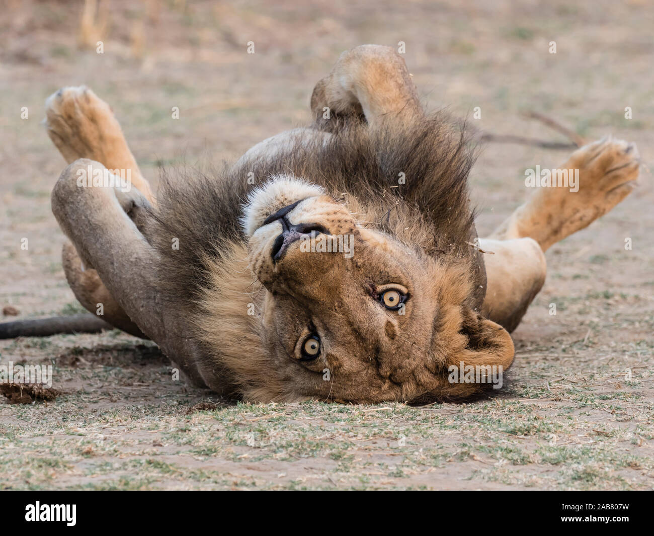 Un macho adulto de león (Panthera leo), el Parque Nacional Luangwa del Sur, Zambia, África Foto de stock