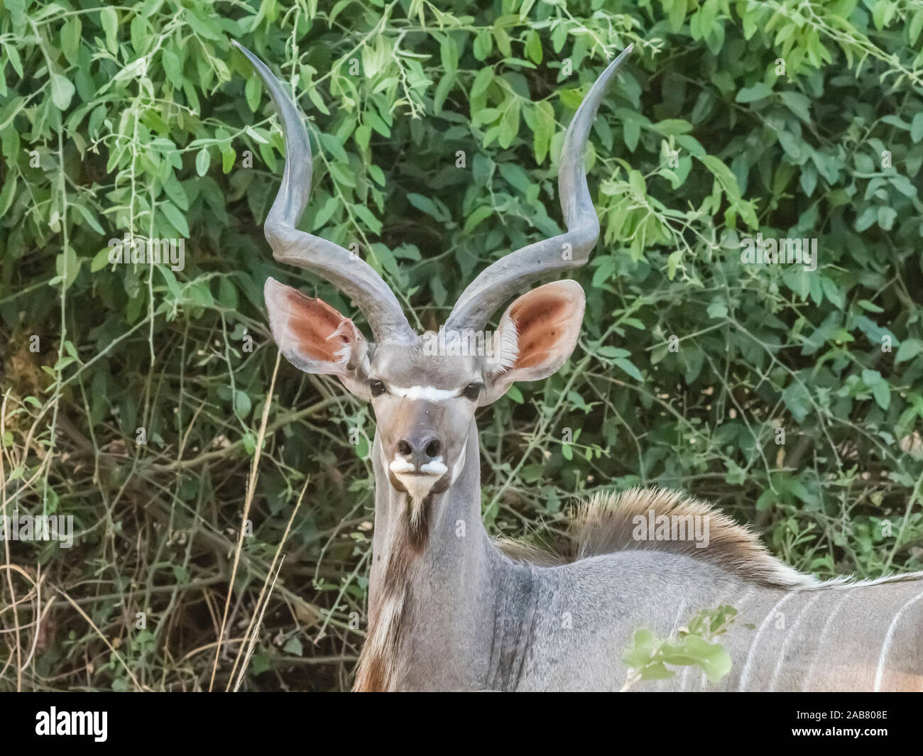 Un macho adulto mayor (Tragelaphus strepsiceros kudu), el Parque Nacional Luangwa del Sur, Zambia, África Foto de stock