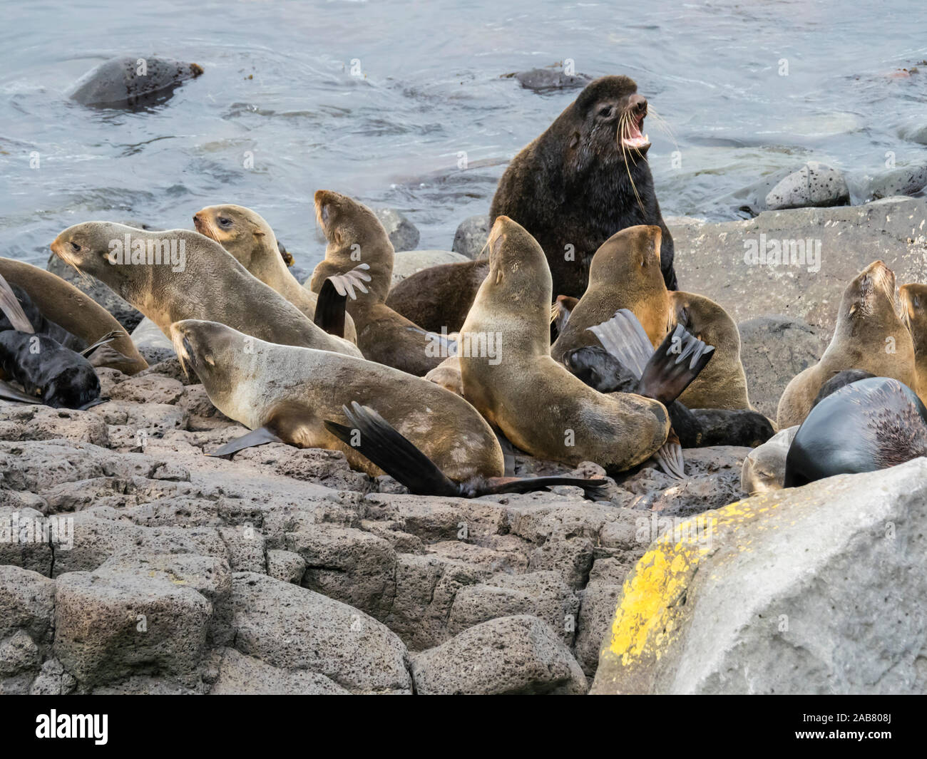 Colonia de cría de focas del norte (Callorhinus ursinus) en la isla de San Pablo, Islas Pribilof, Alaska, América del Norte Foto de stock