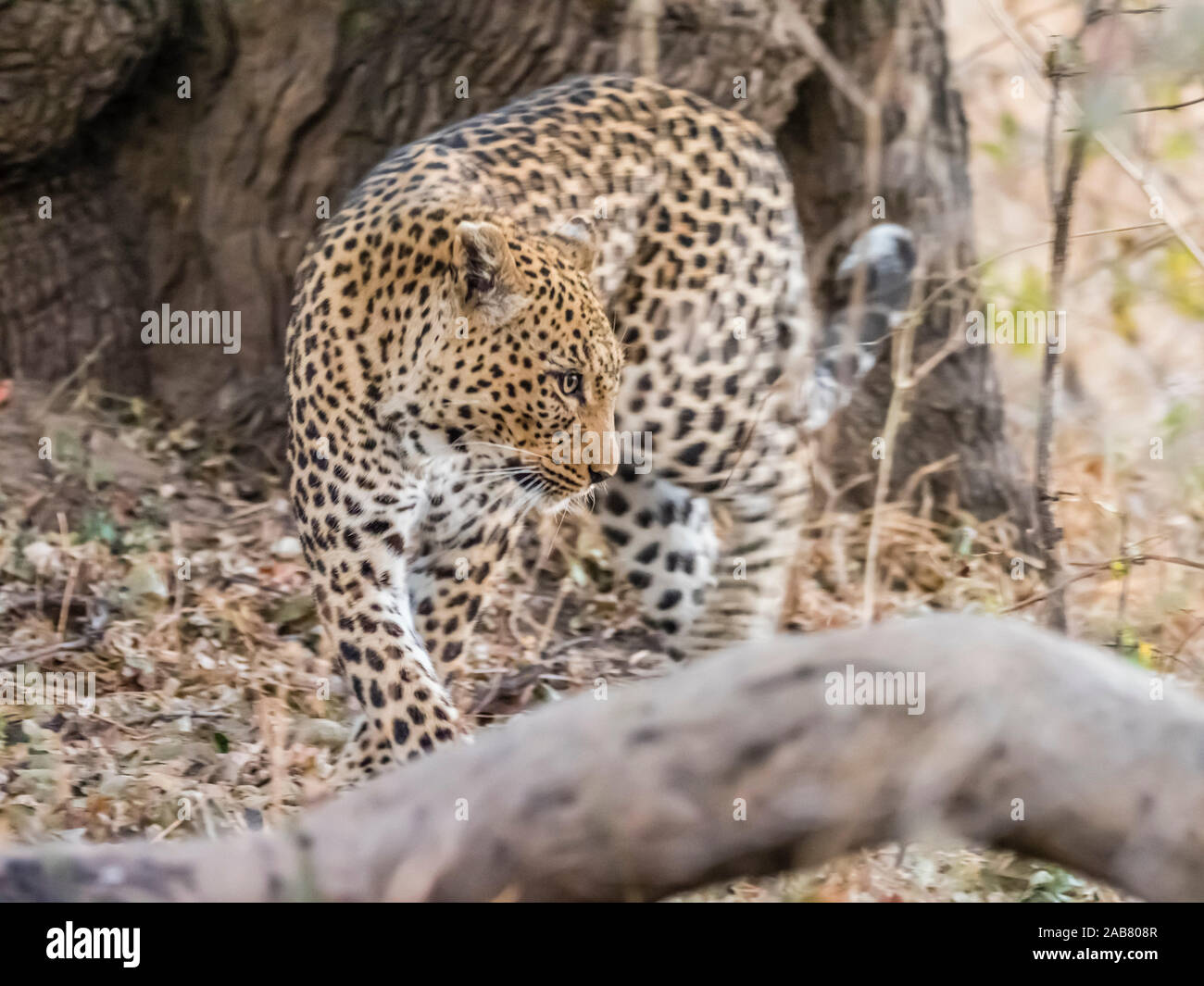 Una hembra adulta de leopardo (Panthera pardus), el Parque Nacional Luangwa del Sur, Zambia, África Foto de stock
