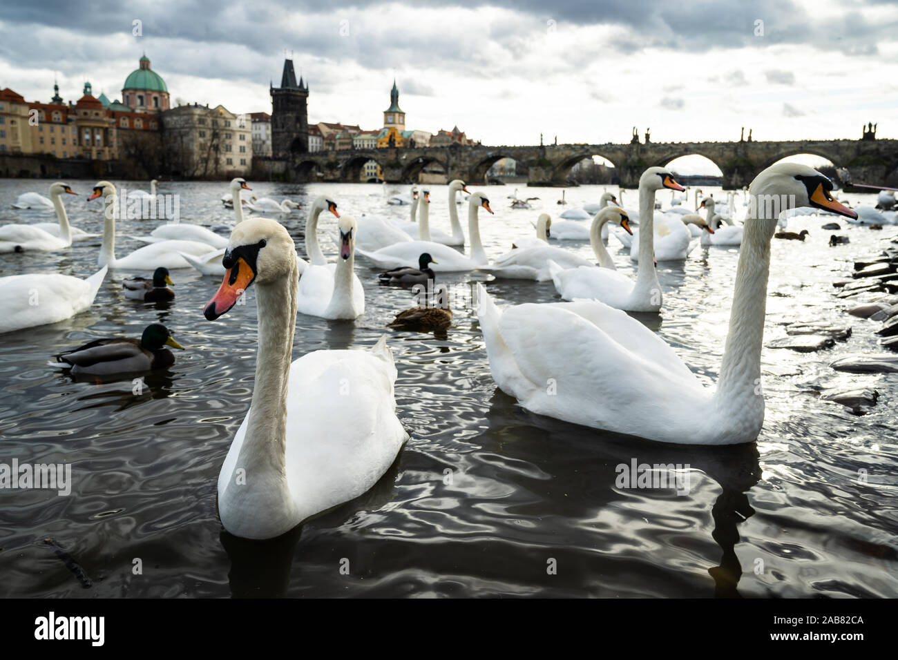 Los cisnes se reúnen en las orillas del río Vltava con el Puente de Carlos, en el fondo, Praga, República Checa, Europa Foto de stock