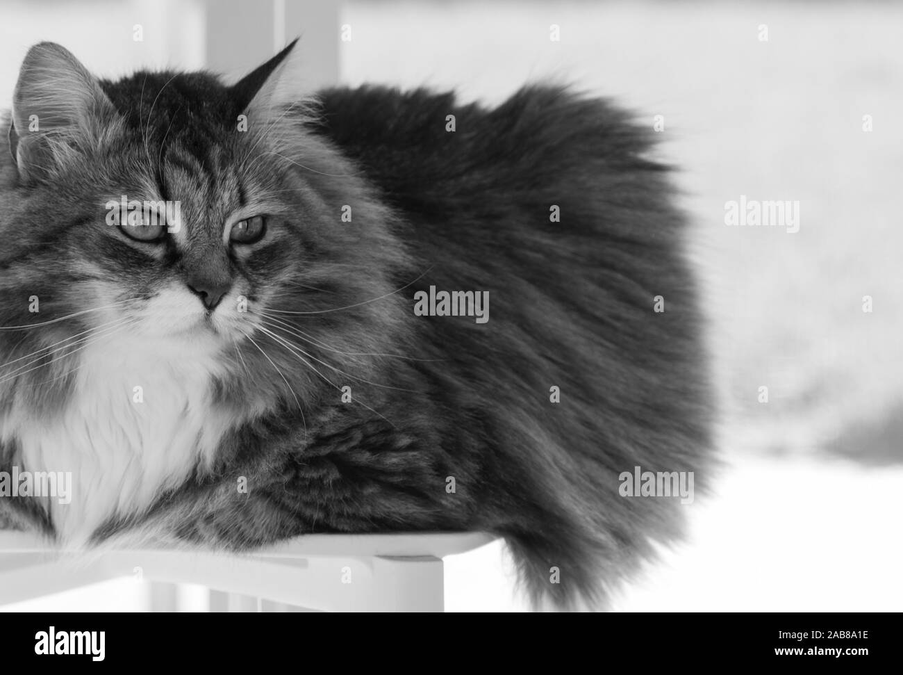 Lindo gato doméstico de raza siberiana de relax piscina Foto de stock