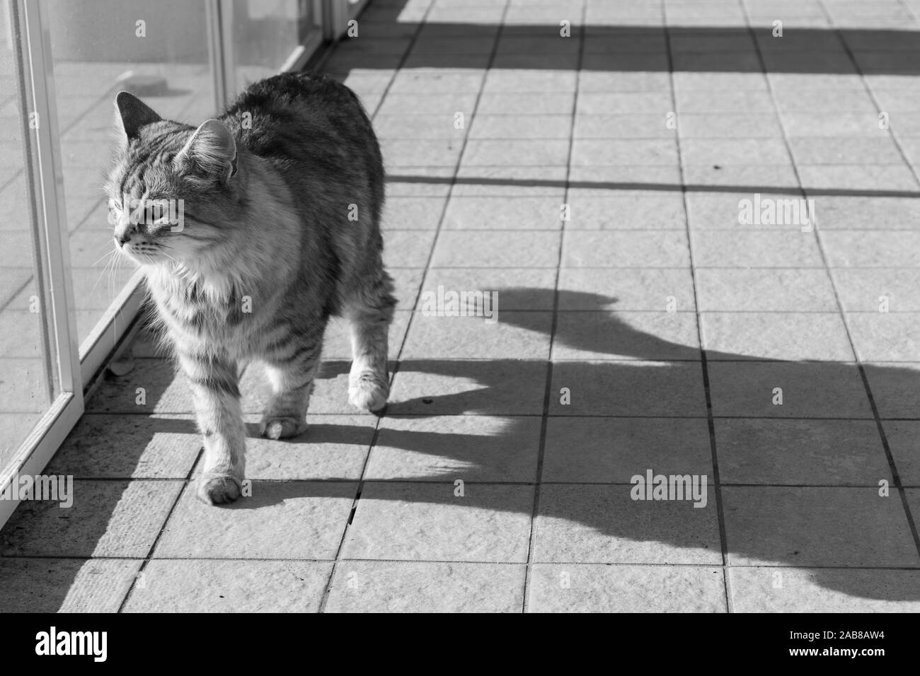 Lindo gato doméstico de raza siberiana de relax piscina Foto de stock