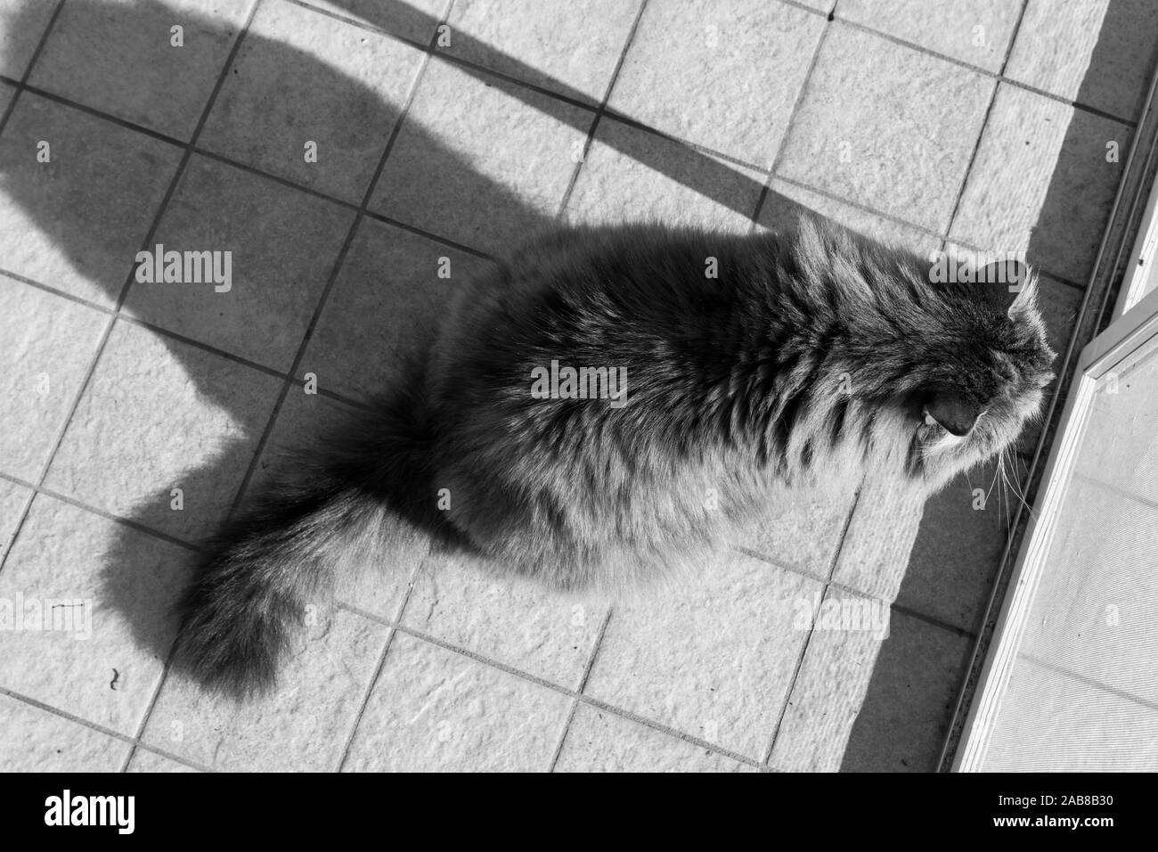 Lindo gato doméstico de raza siberiana de relax piscina Foto de stock