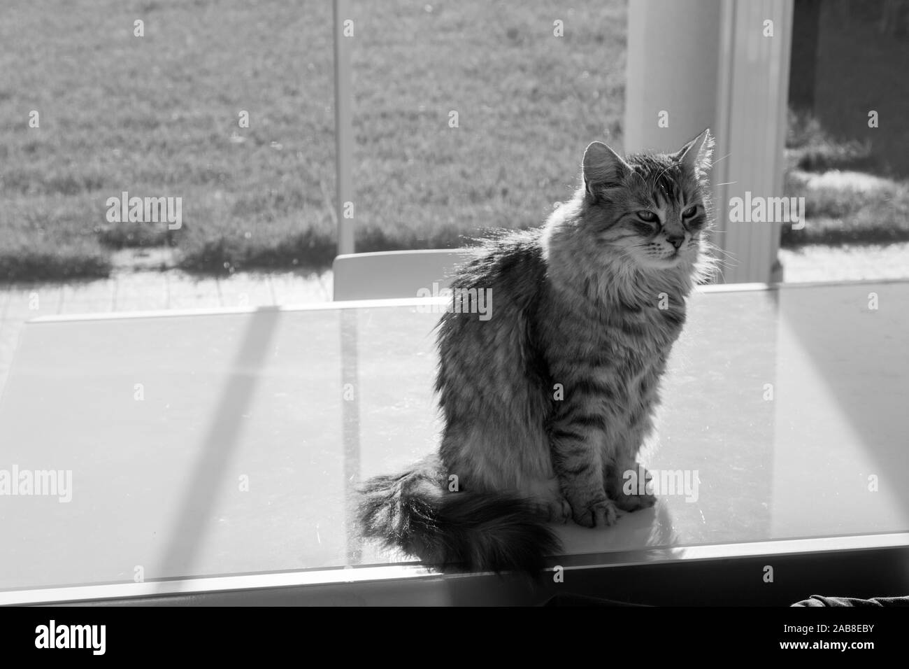 Lindo gato doméstico de raza siberiana de relax piscina Foto de stock