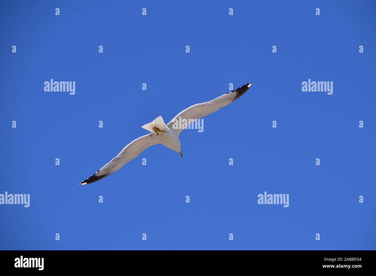 Capturar una gaviota en el cielo azul para buscar y para alimentos lookin Foto de stock