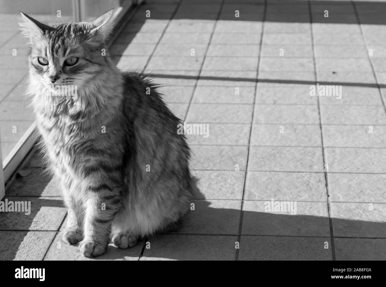 Lindo gato doméstico de raza siberiana de relax piscina Foto de stock